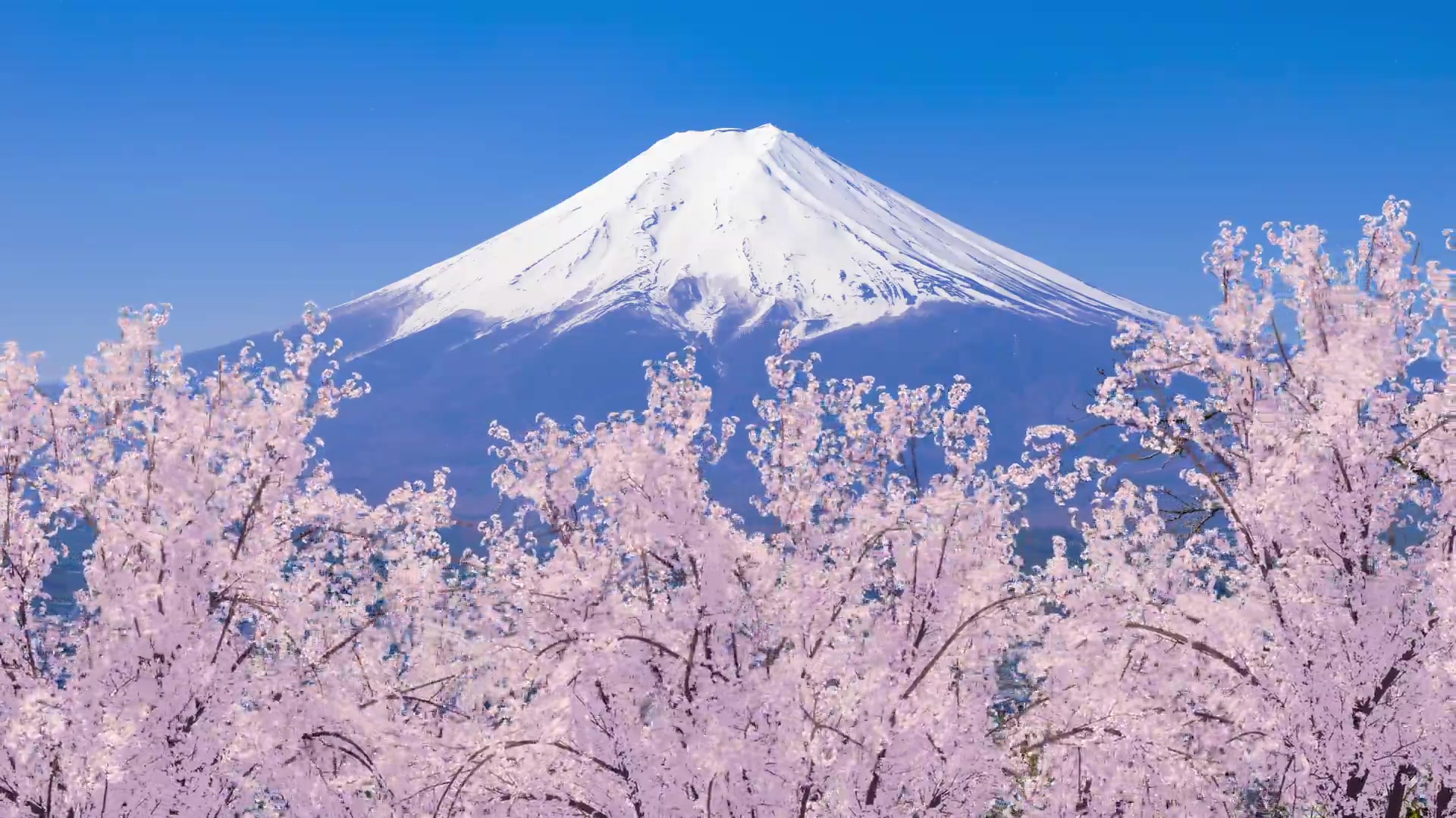 Go Japan Journey - Japan food and culture tours